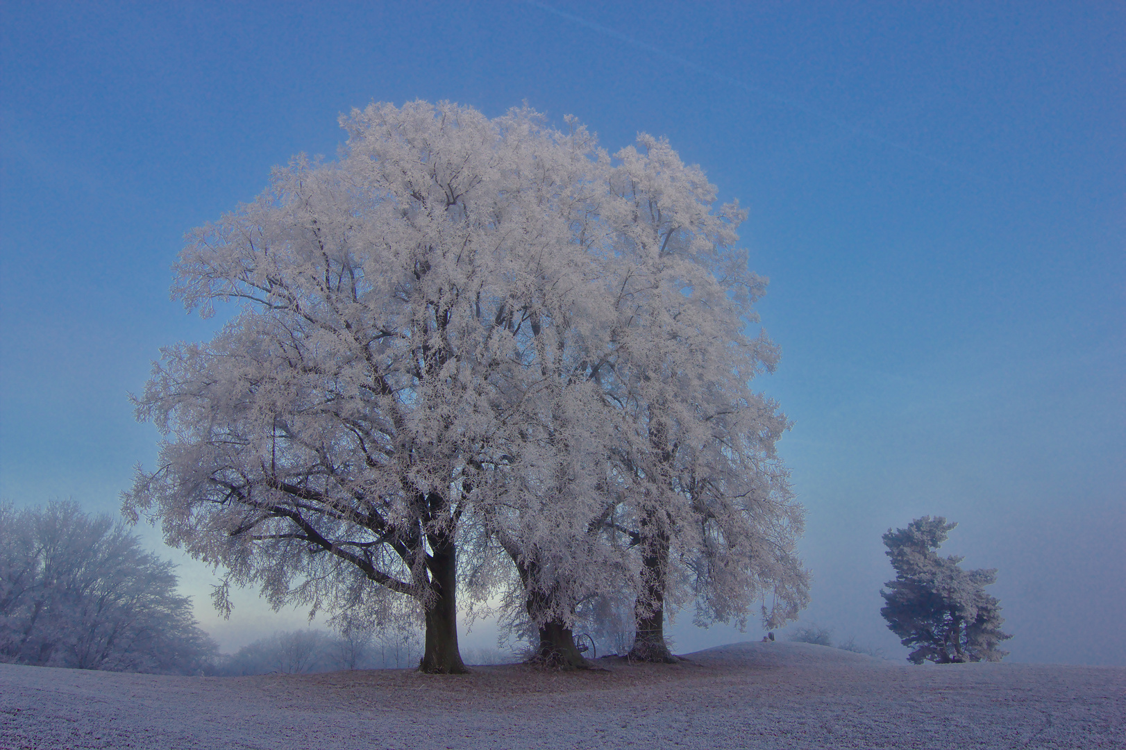 JahresLinde9Fuersteneck-20161204-0042