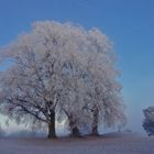 JahresLinde9Fuersteneck-20161204-0042