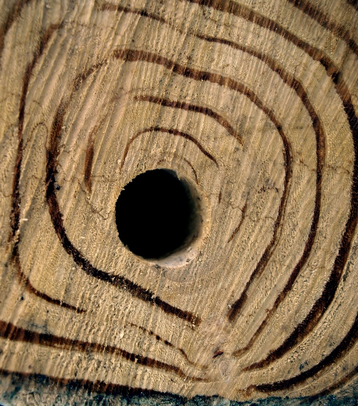 Jahresringe am Baum Foto & Bild pflanzen, pilze & flechten, bäume