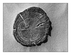 Jahresringe und Sand, Ameland 2009