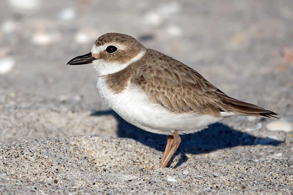 Jahresvogel an den Küsten Floridas