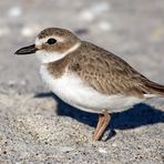 Jahresvogel an den Küsten Floridas