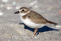 Jahresvogel an den Küsten Floridas