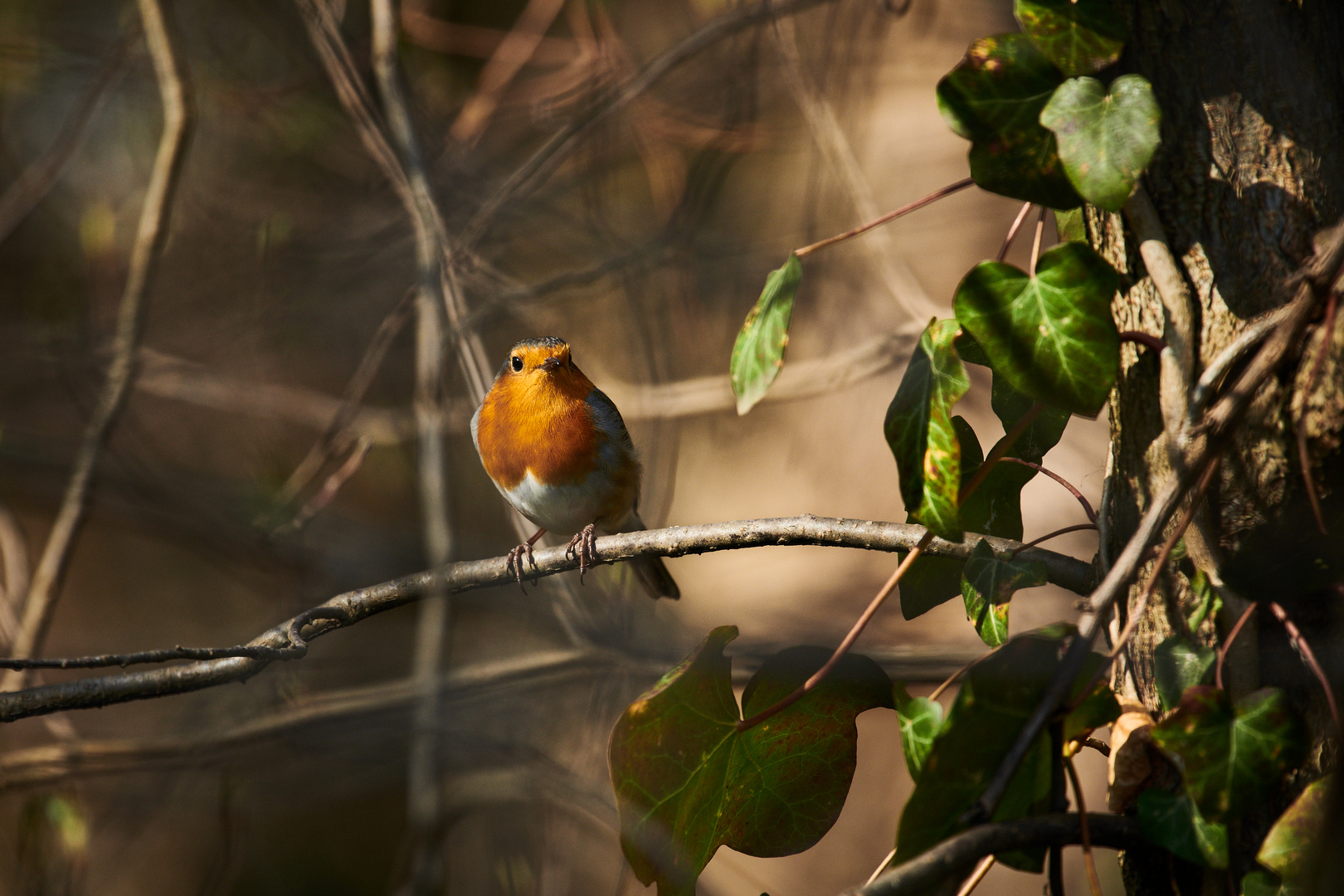 Jahresvogel im Wald