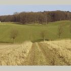 Jahreszeiten-Serie: Am Eichenhain, Kiekeberg, Landkreis Rosengarten im Erstfrühling