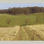 Jahreszeiten-Serie: Am Eichenhain, Kiekeberg, Landkreis Rosengarten im Erstfrühling