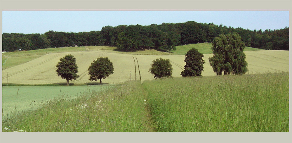 Jahreszeiten-Serie: Am Eichenhain, Kiekeberg, Landkreis Rosengarten im Frühsommer