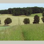 Jahreszeiten-Serie: Am Eichenhain, Kiekeberg, Landkreis Rosengarten im Frühsommer