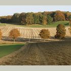 Jahreszeiten-Serie: Am Eichenhain, Kiekeberg, Landkreis Rosengarten im Herbst