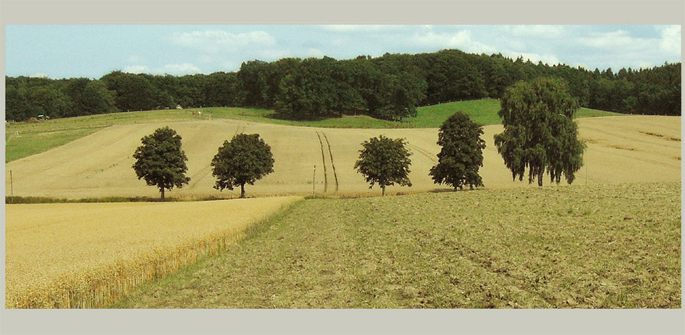 Jahreszeiten-Serie: Am Eichenhain, Kiekeberg, Landkreis Rosengarten im Hochsommer