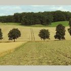 Jahreszeiten-Serie: Am Eichenhain, Kiekeberg, Landkreis Rosengarten im Hochsommer