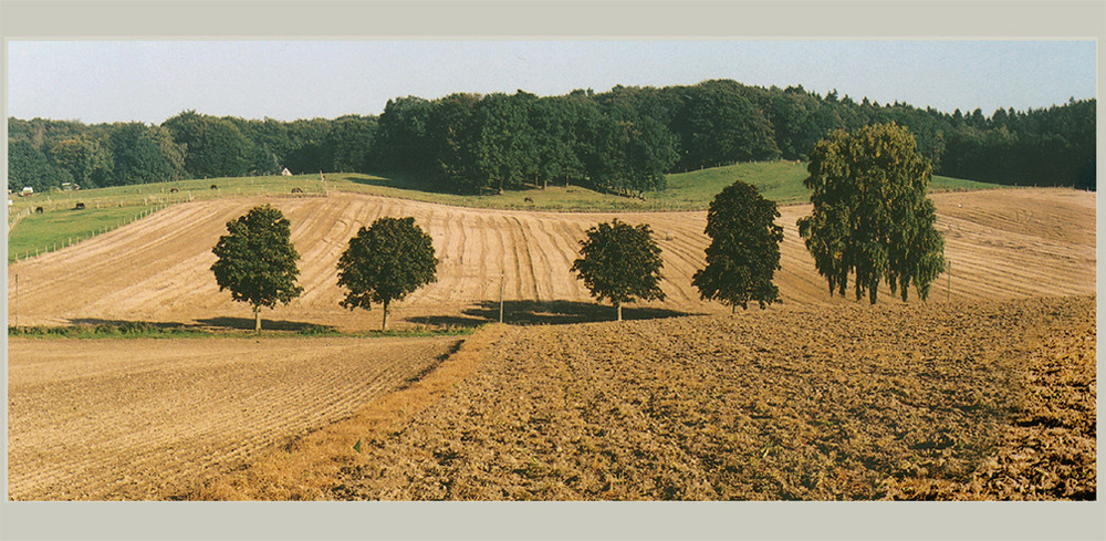 Jahreszeiten-Serie: Am Eichenhain, Kiekeberg, Landkreis Rosengarten im Spätsommer