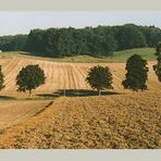 Jahreszeiten-Serie: Am Eichenhain, Kiekeberg, Landkreis Rosengarten im Spätsommer