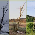 Jahreszeiten - Vergleich - Ewig Winter / Frühling / Fast - Sommer