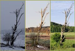 Jahreszeiten - Vergleich - Ewig Winter / Frühling / Fast - Sommer