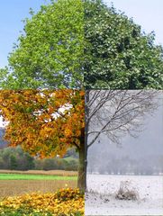 Jahreszeitenbaum