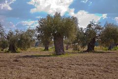 jahrhunderte alte Olivenbäume
