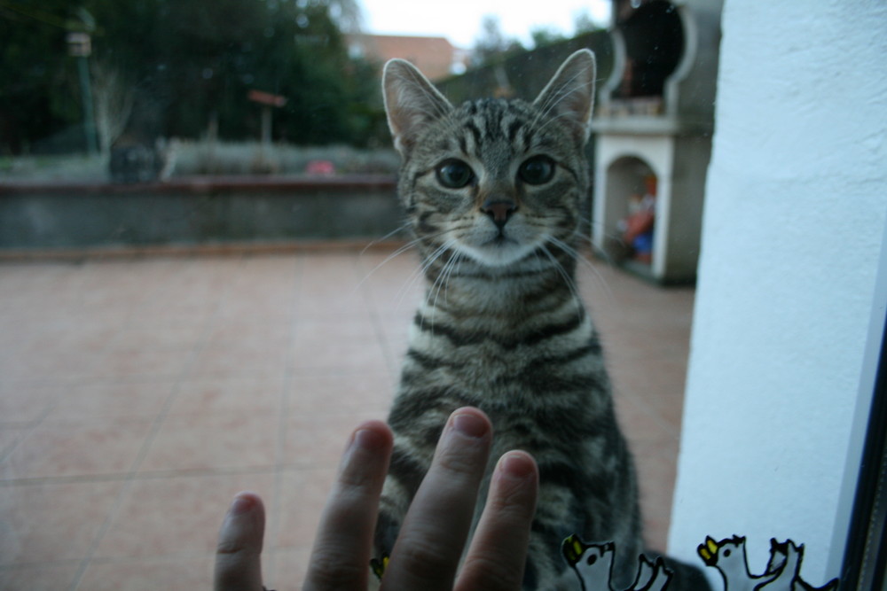 J'ai beaucoup étudié les philosophes et les chats. La sagesse des chats est infiniment supérieure.