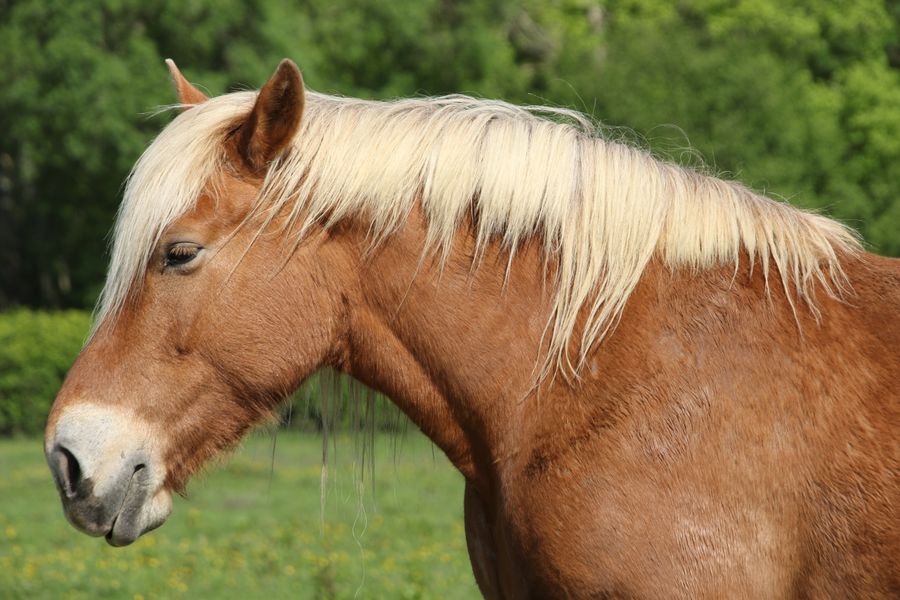 j'ai changé de coiffure !