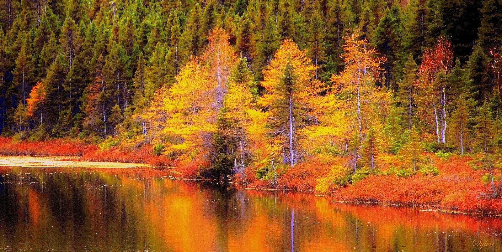 J'ai cherché l'automne...