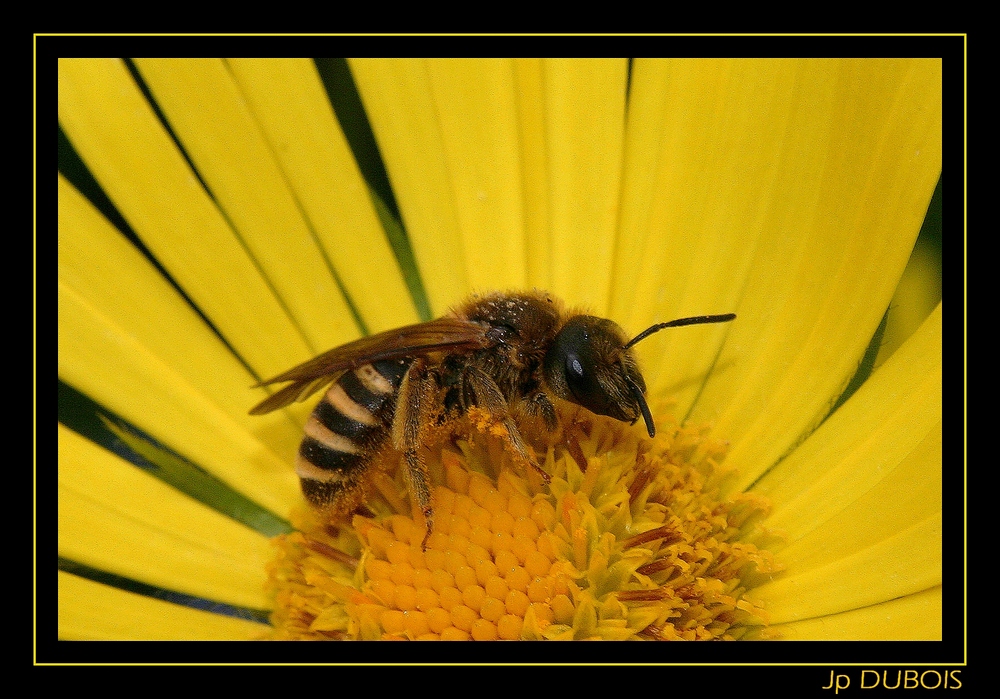 " Jai des abeilles pour faire des macros mais pas de papillons "