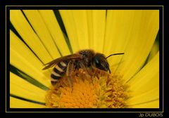 " Jai des abeilles pour faire des macros mais pas de papillons "