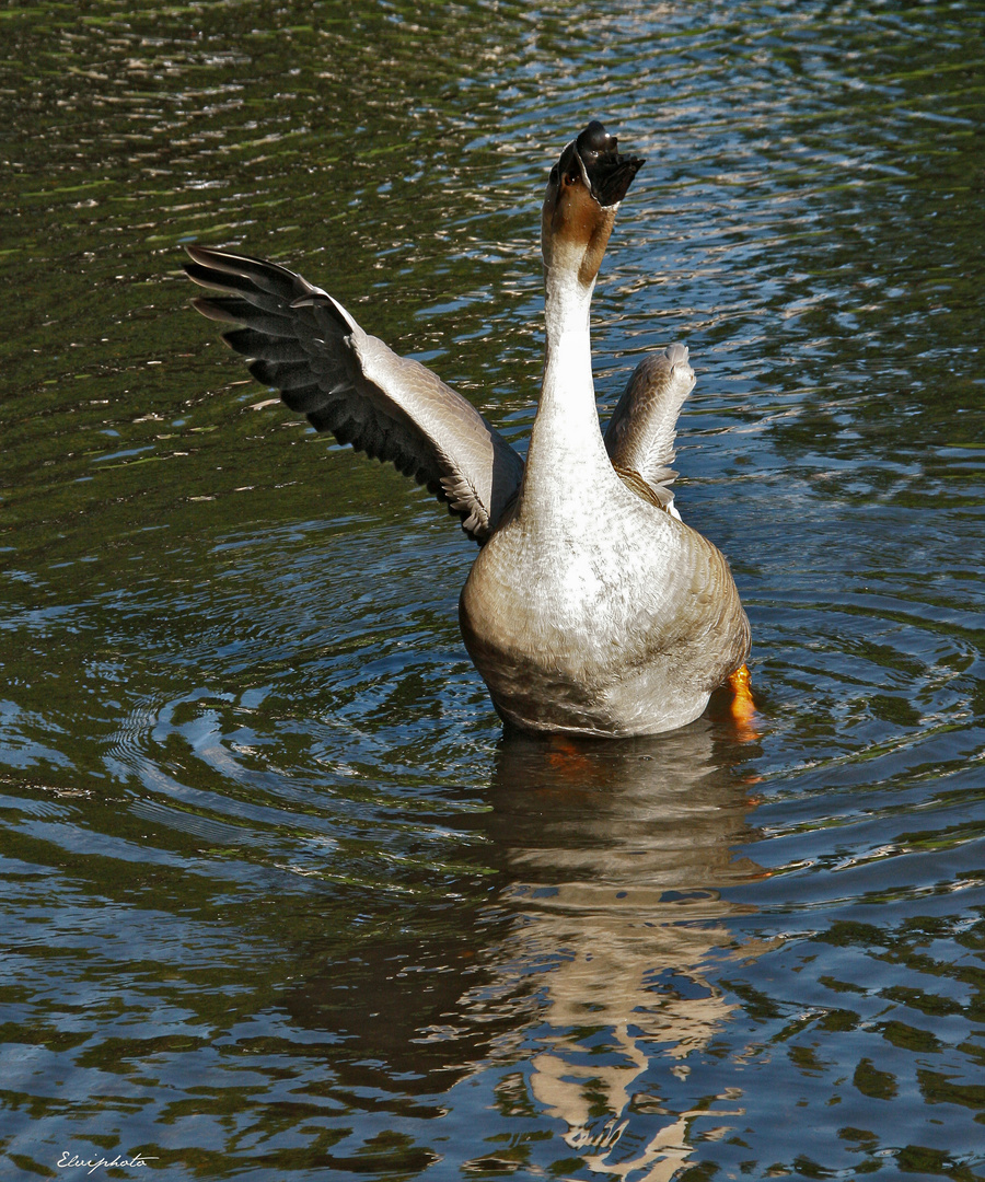 J'ai envie de danser ....