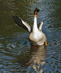 J'ai envie de danser ....