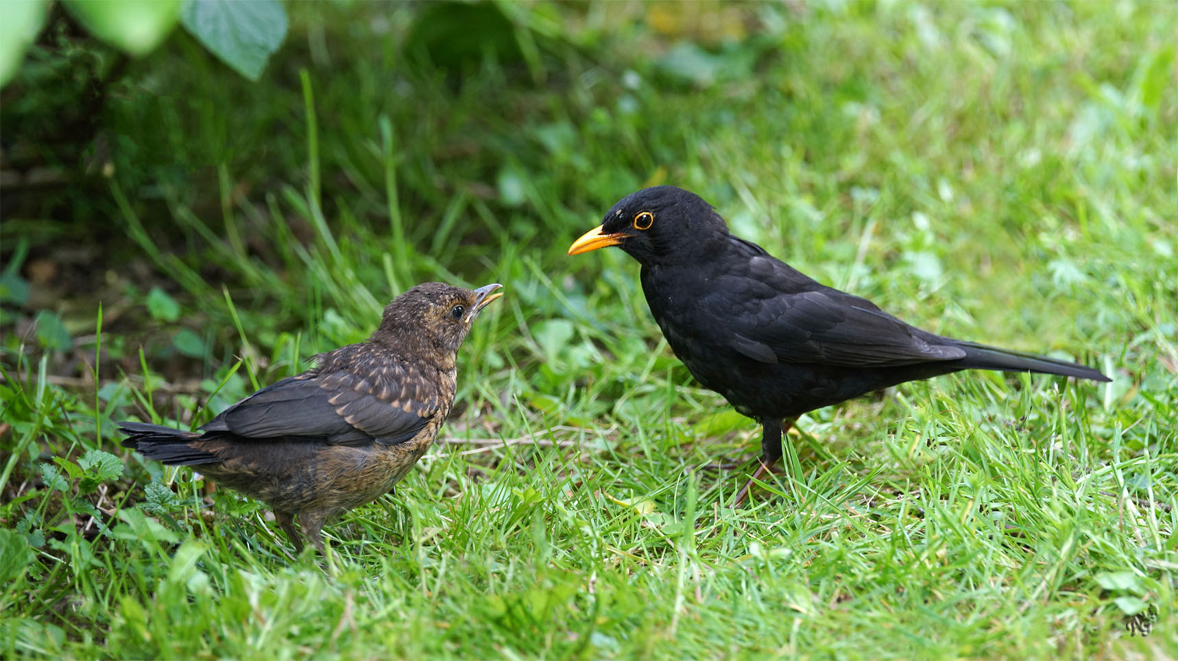 J'ai faim ... tu ne m'as rien apporter à manger ?