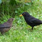 J'ai faim ... tu ne m'as rien apporter à manger ?