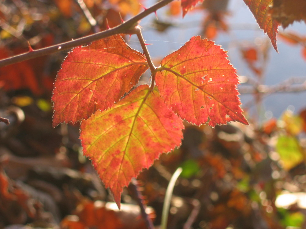 j'ai flashé sur ces couleurs