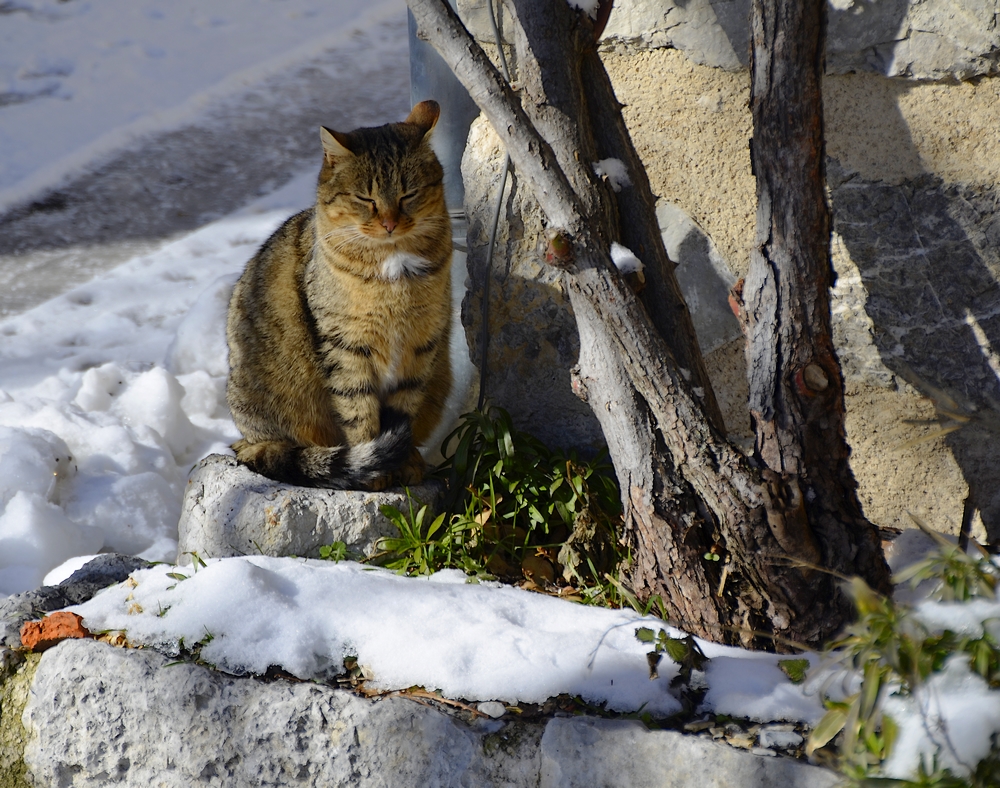 *j'ai froid à mes pattes !! *