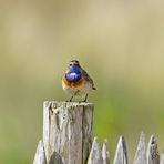 J'ai ..... la gorge bleue !!!