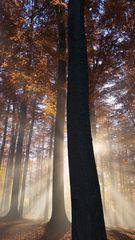 j'ai laissé la lumière en forêt !