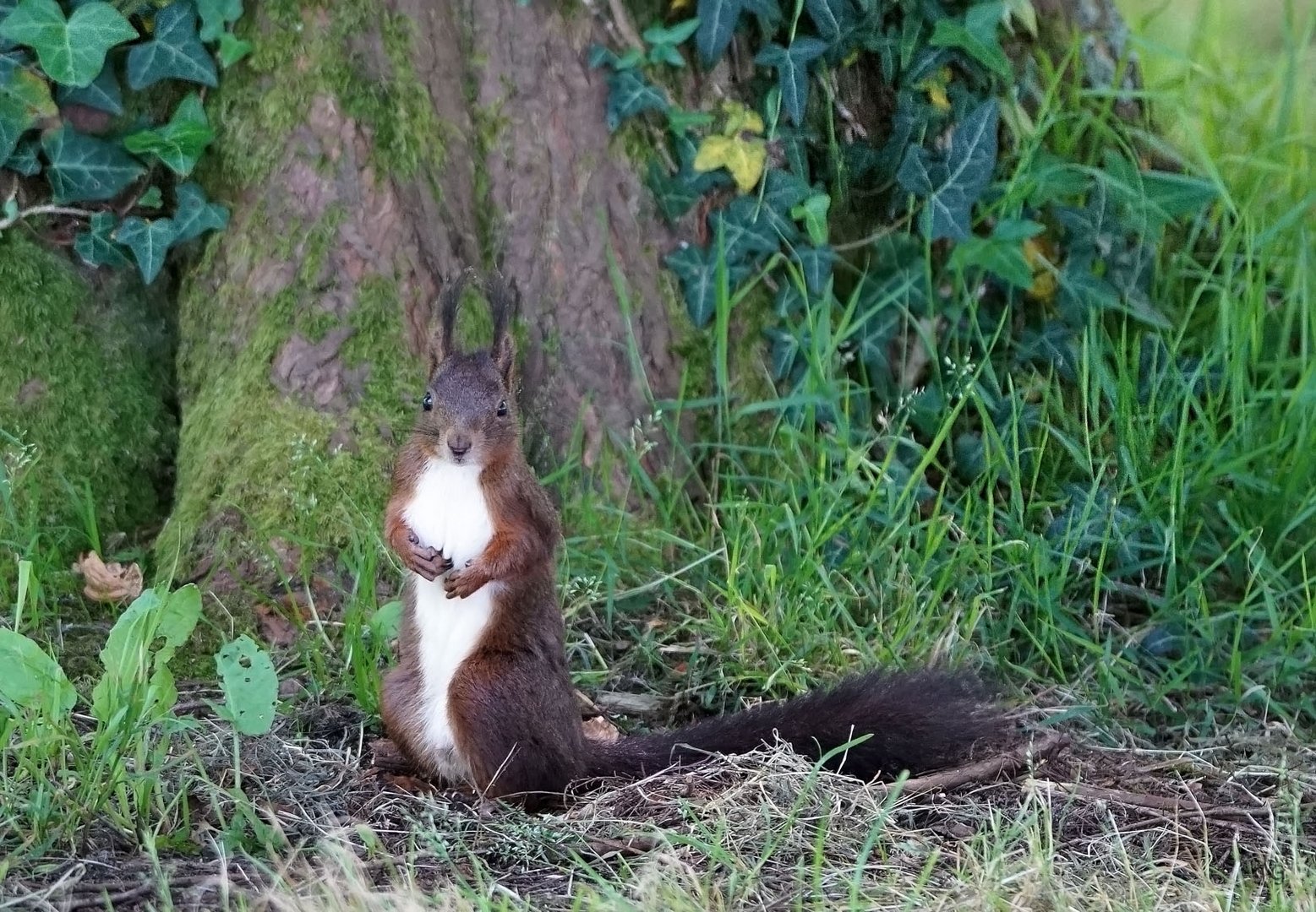 J'ai mangé toutes les noix !!!!! photo et image nature, animaux, oiseaux Images J'ai mangé toutes les noix !!!!! photo et image nature, animaux, oiseaux Images