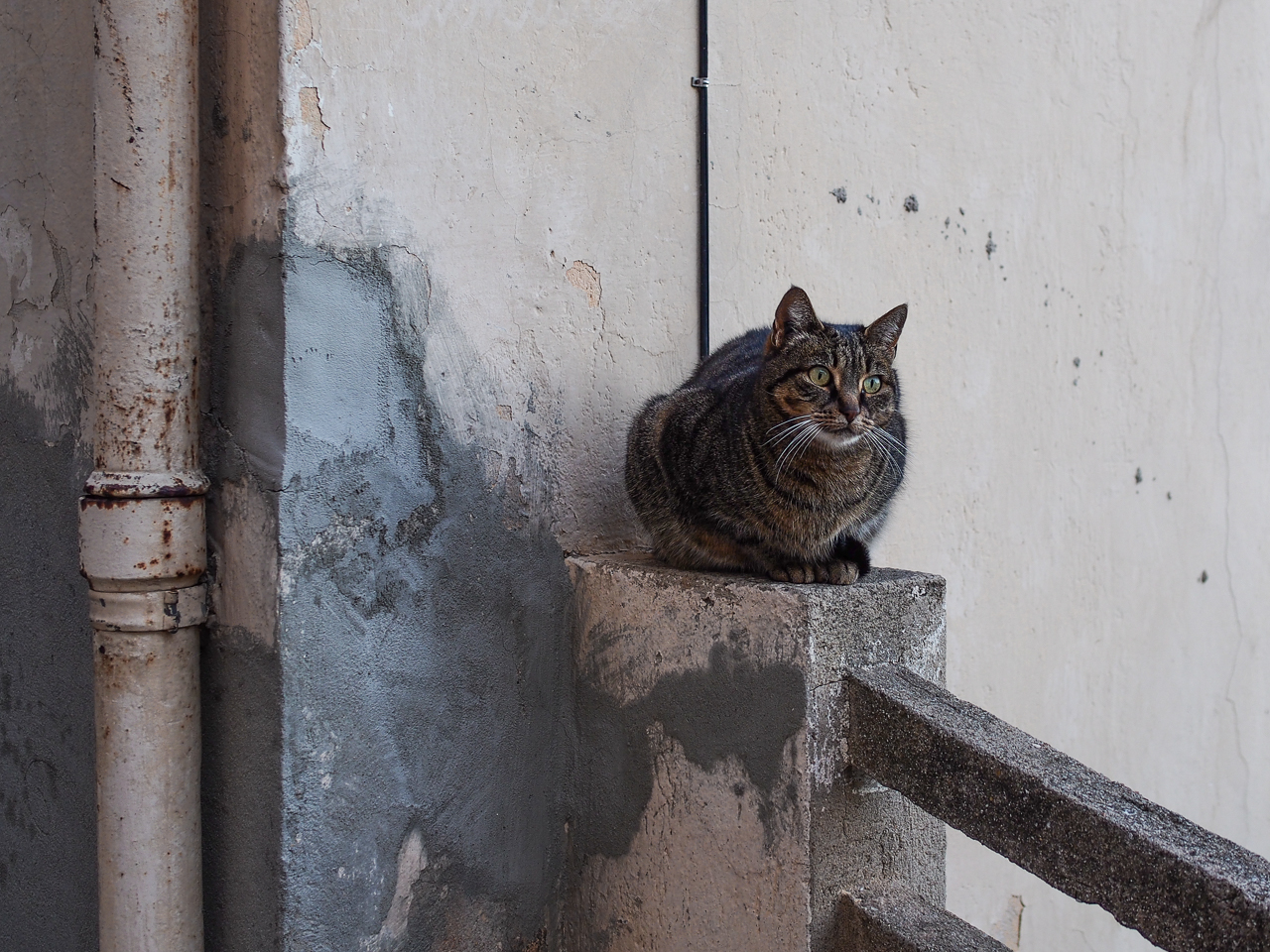 j'ai remarqué que les photos de chat avaient pas mal de succès