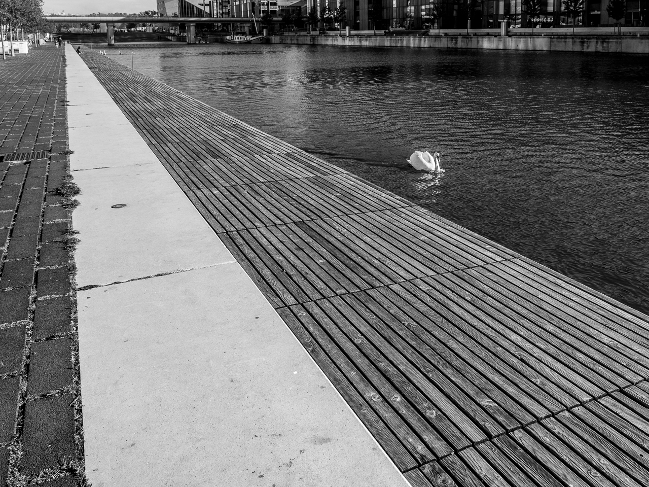 j'ai toujours un cygne avec moi pour faire la balance des blancs