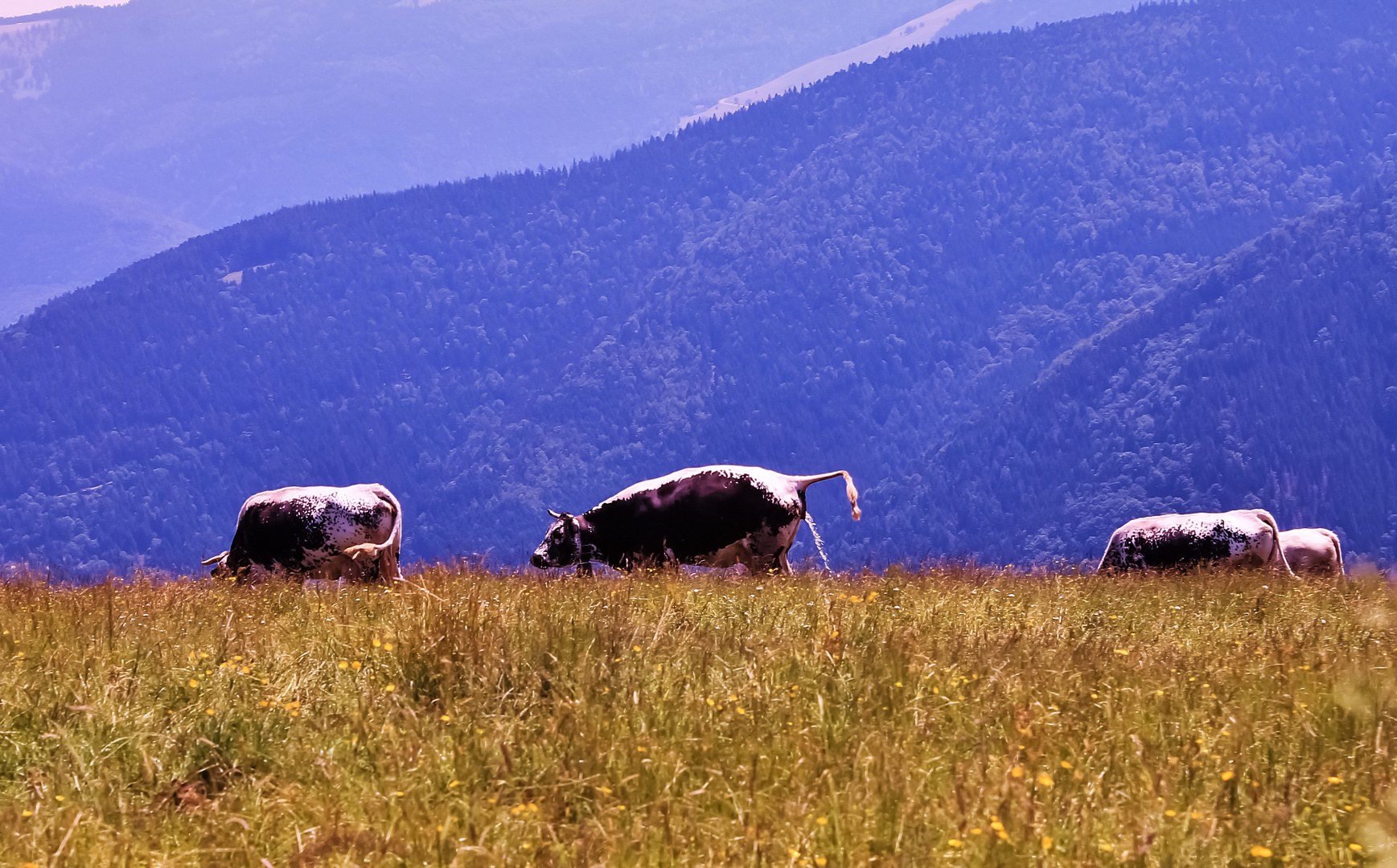 j'ai trouvé la vache Milka