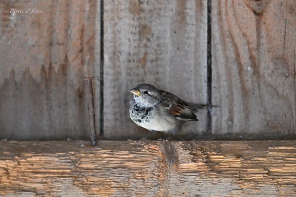 J'ai trouvé un refuge