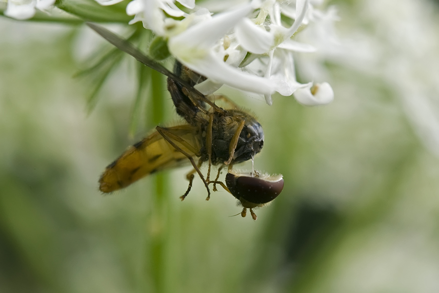 J'ai une araignée dans l'plafond, j'en perds la tête !