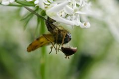 J'ai une araignée dans l'plafond, j'en perds la tête !