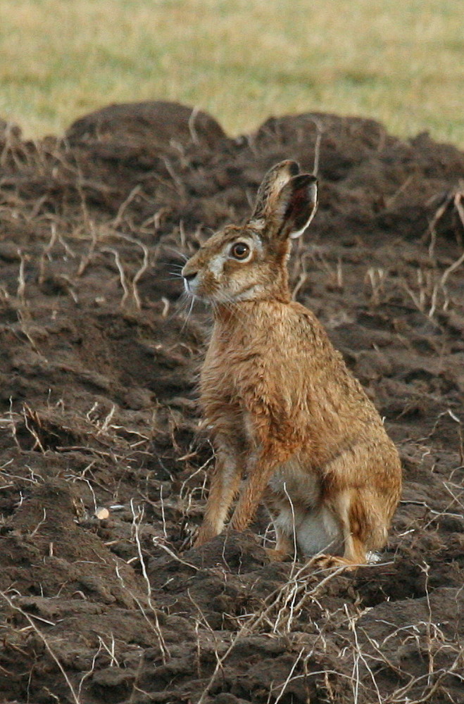 J'ai vu le Lapin de Pâques