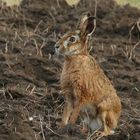 J'ai vu le Lapin de Pâques