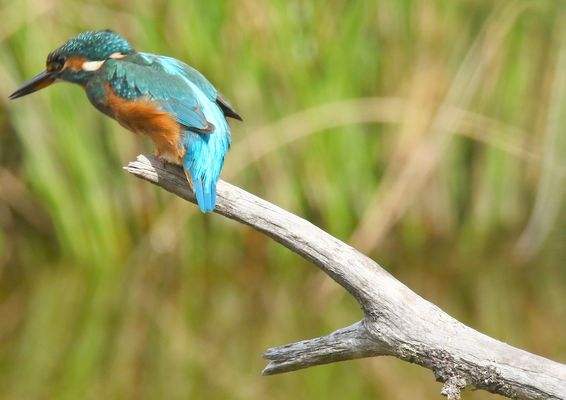 j'ai vu quelque chose !