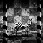 jail of zebra