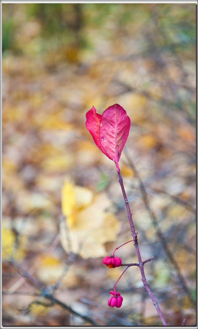 J'aime l'automne !