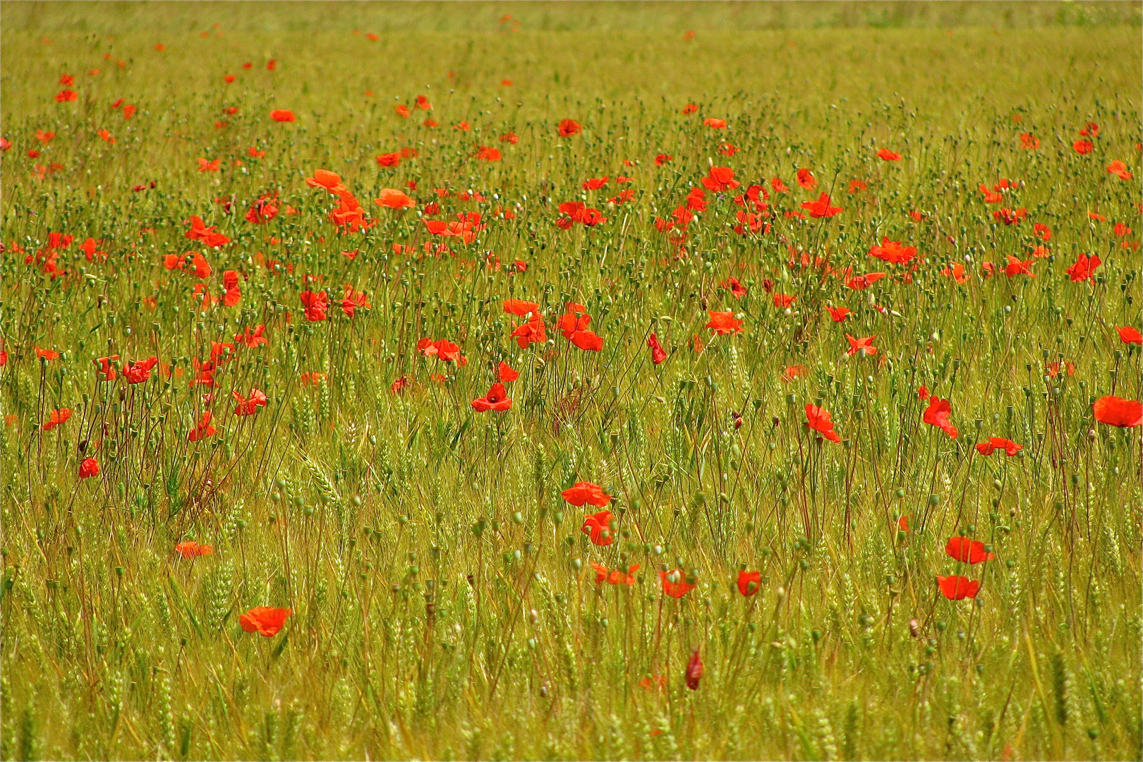 ...J´aime le coquelicot 1 !!!..