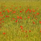 ...J´aime le coquelicot 1 !!!..