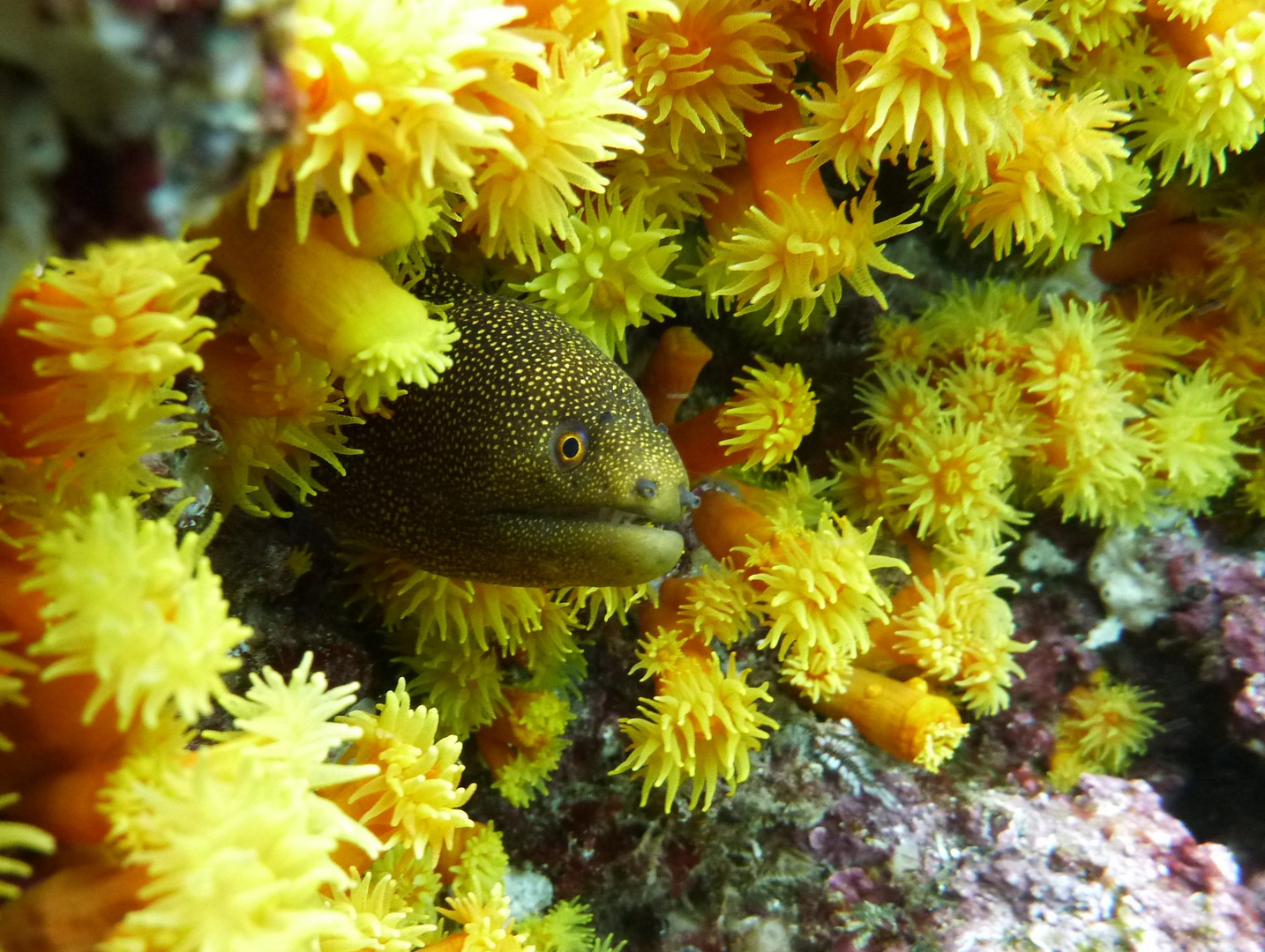 J'aime le jaune