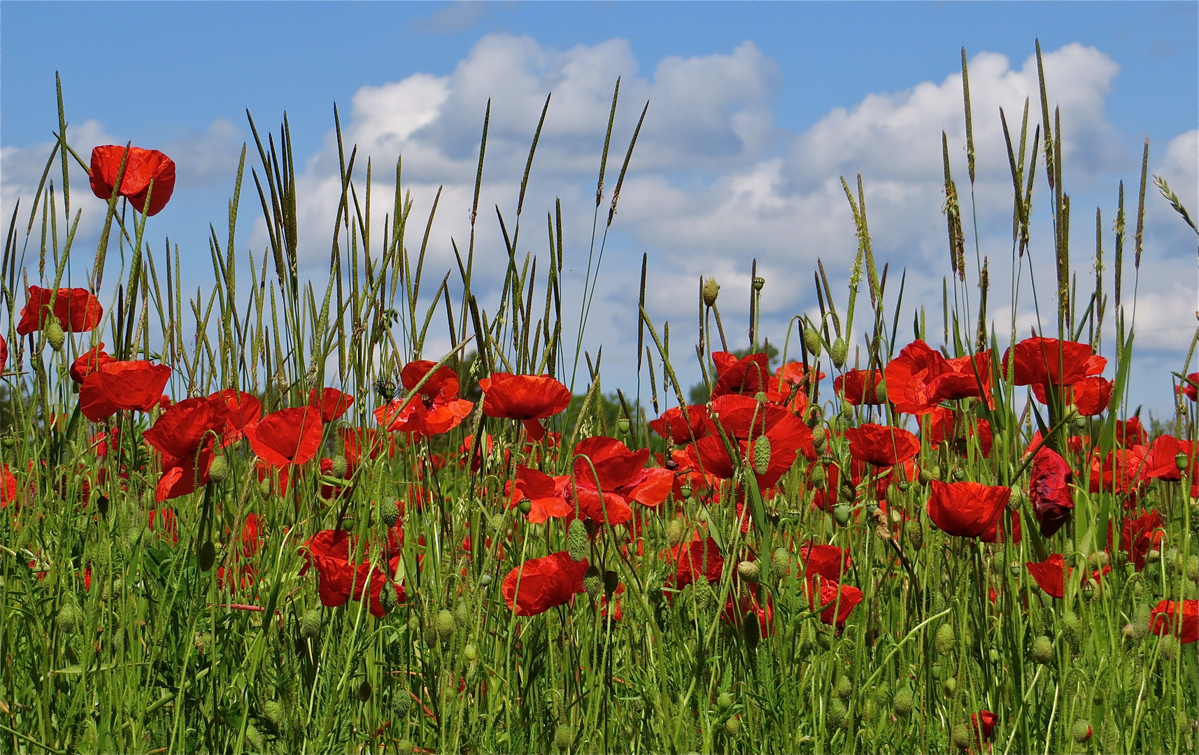 ... j´aime les coquelicots !!!...